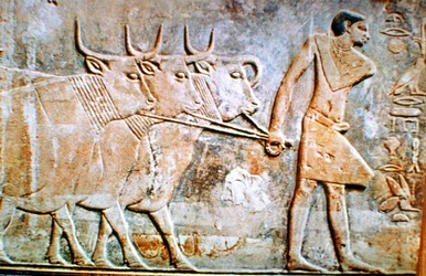 Homem levando gado, relevo de parede do túmulo de Ptahhotep, Saqqara, Egito, século 24 aC