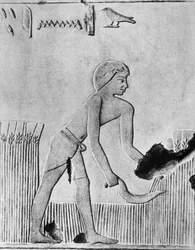 Homem colhendo cevada com uma foice, provavelmente de madeira cravejada de sílex, egípcio antigo, c240 aC