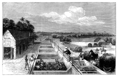 Indigo de fabricação em Tirhoot Muzaffarpur, Lower Bengal, 1869