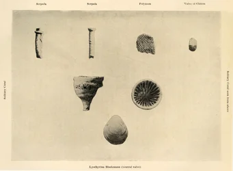 Marine Organisms, Ampliação 1 12, c1908, 1909.