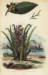 Porca marcadora, Semecarpus anacardium 1 e pinguim ou fruta pinuela, Bromelia pinguin 2