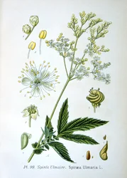 Meadowsweet, 1893