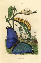 Borboleta-morfo-azul-de-Menelau, Morpho menelaus, lagarta e pupa