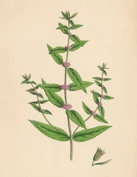 Mentha gracilis, var. genuina. Menta Delgada, Século XIX