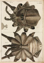 Microscopia