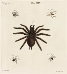 Microscopia