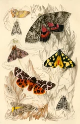 Traças, século XIX.