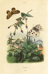 Borboleta da montanha Apollo, Parnassius apollo 1, e festão sul, Zerynthia polyxena 2, larva e pupa