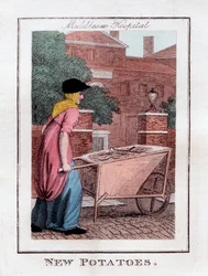 Novas batatas, Middlesex Hospital, Londres, 1805