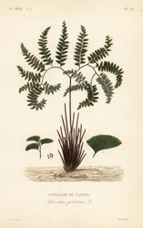 Samambaia do Norte ou samambaia de cinco dedos, Adiantum pedatum, Capillaire du Canada