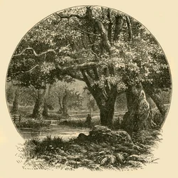 Oaks em Bradgate, 1898.