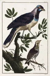 Pássaros tropicais: Cayenne jackdaw e Moluccan cotinda