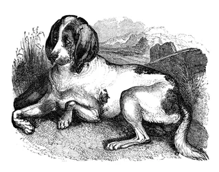 Cão inglês antigo, 1848