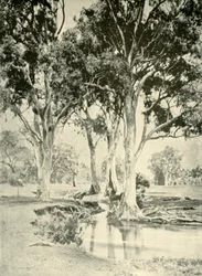Gomas velhas, MT. Crawford, Austrália Meridional, 1901.