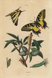 Cauda de andorinha do Velho Mundo, Papilio machaon 1, e a escassa cauda de andorinha, Iphiclides podalirius 2, larva e pupa