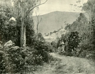 Na estrada de Illawarra, NSW, 1901.