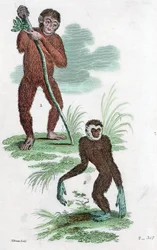 Orang Utang e Gibbon, 1822
