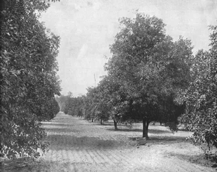 Orange Grove, Sevilha, Flórida, EUA, c1900.