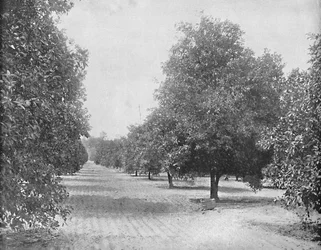 Orange Grove, Sevilha, Flórida, c1897.