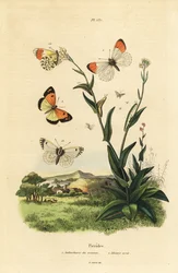 Borboleta de ponta laranja, Anthocharis cardamines, pupa e lagarta 1 e árabe de manchas azuis, Colotis phisadia phisadia 2