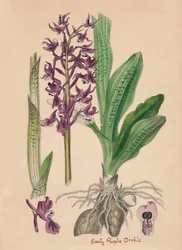 Orchis mascula. Orchis roxo adiantado, século XIX