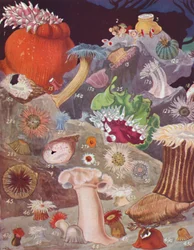 Mais de cinquenta variedades de anêmonas-do-mar, 1935