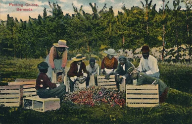 Cebolas de embalagem, Bermudas, início do século XX.