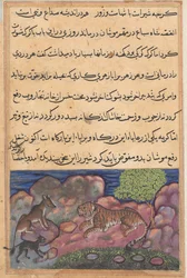 Página de Contos de um papagaio Tuti-nama: Décima quinta noite: O lobo aconselha o leão ..., 1558-1560.