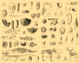 Paleontologia, c1910.