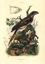 Boca de Papuan, Podargus papuensis Podargus papou