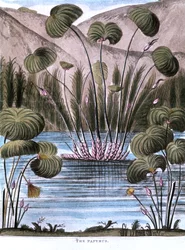 Papiro de junco Cyperus papyrus, 1823