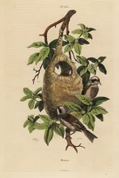 Penduline tit, Remiz pendulinus, e ninho