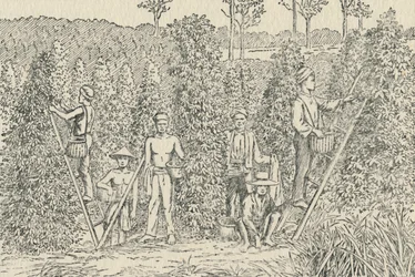 Plantação de pimenta, 1924