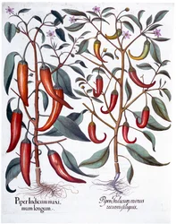 Pimentas, 1613
