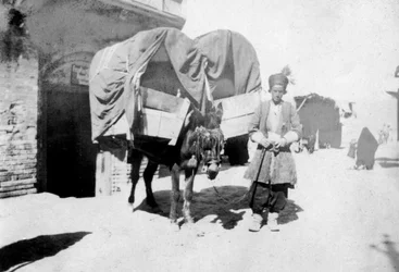 Transporte de burro persa, Bagdá, Iraque, 1917-1919
