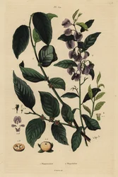 Persimmon, Dospyros kaki 1, e arbusto azul de árvore hovea ou karri, Hovea elliptica Platychilum celsianum 2.