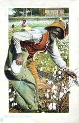 Colheita de algodão, EUA, cartão postal, c1900