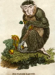 Babuíno-de-cauda-de-porco