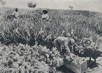 Campo de Pine-Apple, Queensland, 1923.