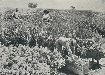 Plantação de pinho-maçã, 1916