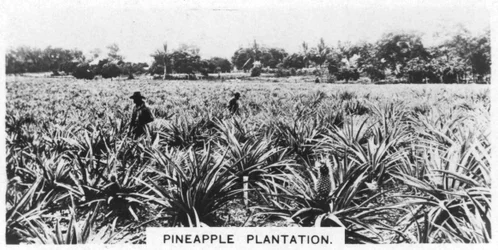 Plantação de abacaxi, Austrália, 1928
