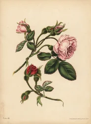 Rosa e escarlate Moss Rose-Buds, Beleza, amor e poesia