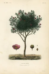 Rosa de rocha rosa ou rosa de rocha rochosa, Cistus creticus, Ciste de Creta