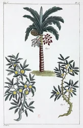 Plantas medicinais, China