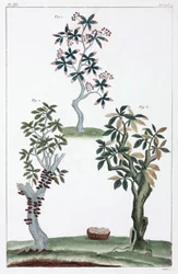 Plantas medicinais, China