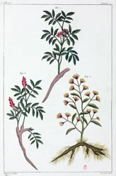 Plantas medicinais, China