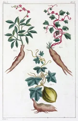 Plantas medicinais, China