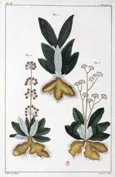 Plantas medicinais, China