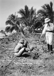 Plantação de cocos, Ilhas Salomão, Fiji, 1905