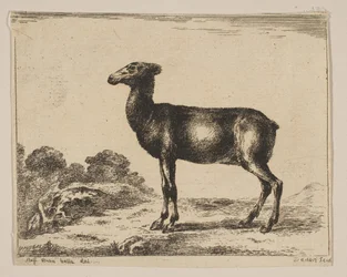 Ilustração 15: corça, de Vários animais Diversi animali, após 1641.